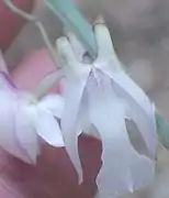 Polystachya bicalcarata, labelle trilobé, rostellum allongé et étroitement triangulaire à clavé.