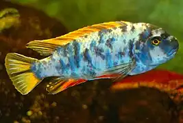 Labeotropheus fuelleborni forme "OB" (orange blotch)