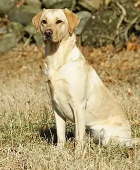 Labrador de couleur sable.