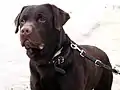 Labrador retriever couleur chocolat.