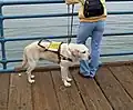 Labrador guide d'aveugle.