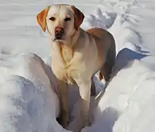 Chien Labrador, de robe sable, de face dans la neige.