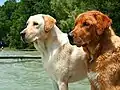 Labrador de couleur crème clair (à gauche) et fox red (à droite)