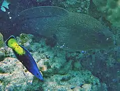 Un labre nettoyeur bicolore (Labroides bicolor)