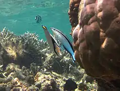 Un labre nettoyeur (Labroides dimidiatus) se préparant à déparasiter un Chaetodon vagabundus