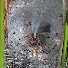 Un tunnel de fil d'araignée, avec l'araignée au milieu.