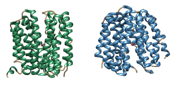 Conformation de la lactose perméase (LacY) en ouverture extracellulaire (à gauche) et cytoplasmique (à droite) (PDB 4OAA et PDB 2Y5Y).