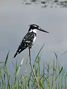 Martin-pêcheur pie (Ceryle rudis)