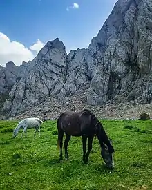 Deux chevaux, un noir et un gris, broutant avec des montagnes en arrière-plan.