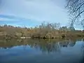 Petite île vers le milieu du lac, les oiseaux viennent s'y réfugier, on peut y observer des grands cormorans ainsi que des Grandes aigrettes