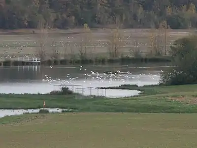 Le lac de Puydarrieux, lieu d'hivernage pour les oiseaux d'eau.