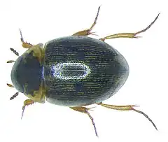 Laccobius bipunctatus.