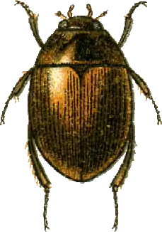 Laccobius cinereus.