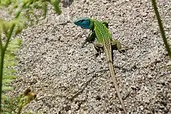 Vue d'un Lézard de Schreiber