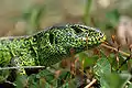 Lézard des souches (Lacerta agilis, Reptilia, Lacertidae)