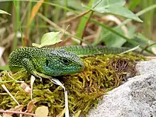 Lézard vert