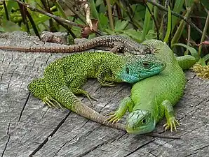 Photographie en couleurs d'un couple de reptiles nichés sur la souche d'un tronc d'arbre.