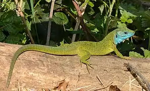 Lézard Lacerta viridis (Scincomorpha)