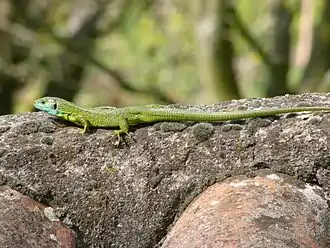 Lézard vert mâle