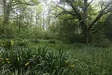 Iris et chêne en sous-bois