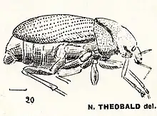 Lachnopus robustus N. Théobald 1935.