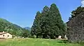 Les trois séquoias (Sequoiadendron giganteum).