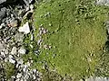 Plantes et fleurs au bord du ruisseau de Néré