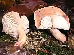 Lactarius decipiens.