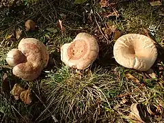 Lactarius deliciosus versus L. pubescens versus L. torminosus.