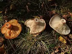 Lactarius deliciosus versus L. pubescens versus L. torminosus.