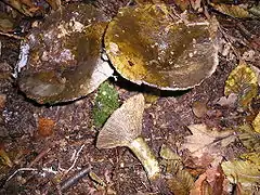 Lactarius necator (très bioaccumulateur de mercure).