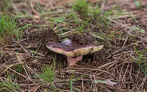 Lactarius rufus (en), un des champignons les plus « chauds ».