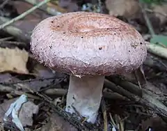 Description de l'image Lactarius torminosus (cropped).jpg.