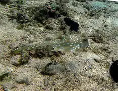 Un poisson-vache à longues cornes (Lactoria cornuta)