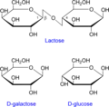 Structure du lactose et les produits de son clivage : le glucose et le galactose.