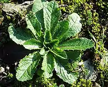 Laitue vireuse (Lactuca virosa).