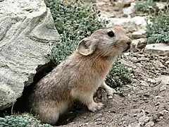 Description de l'image Ladakh Pika 2007.jpg.