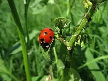 Petits insectes gris sur une plante à côté d'un plus grand insecte rouge à pois noirs.