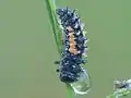 Coccinelle au stade larvaire 3 ou 4