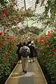 La longue galerie de verre en fleur