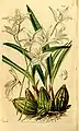 Laelia albida Mexique.