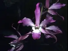 Description de l'image Laelia autumnalis Orchi 005.jpg.