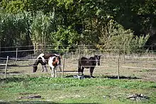 Ranch d'équitation