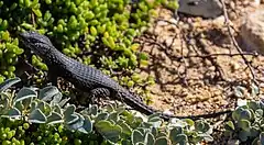 Description de l'image Lagarto (Cordylus niger), cabo de Buena Esparanza, Sudáfrica, 2018-07-23, DD 83.jpg.