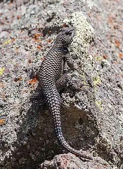 Description de l'image Lagarto (Sceloporus mucronatus), Zona arqueológica de Cantona, Puebla, México, 2013-10-11, DD 03.JPG.