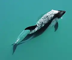 Chez ce dauphin d'Amérique du Sud, les palettes natatoires permettent les changements de direction durant la nage, tandis que la nageoire caudale est apparue pour permettre une propulsion par oscillation, la plus efficace