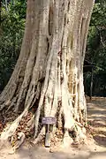 Lagerstroemia calyculata - Angkor