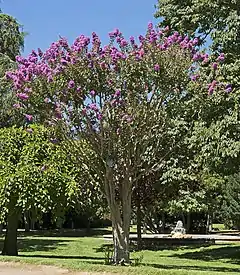 Lagerstroemia indica - Jardin des plantes de Toulouse