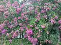 Arbre couvert de fleurs roses en Chine