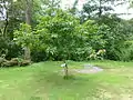 Vue général de l'arbre, Jardin botanique de la reine Sirikit, Thaïlande